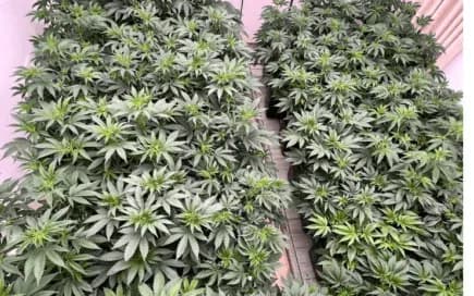 What Do the Different Strains Do?